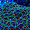 4.22 Zoanthus Watermelon