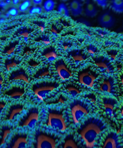 4.22 Zoanthus Watermelon