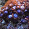 4.16 Zoanthus Ice Fire