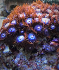4.16 Zoanthus Ice Fire
