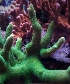 1.1.1 Abrolhoensis Green Orange Tips