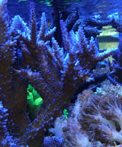 1.1.12 Echinata Blue