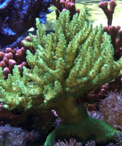 1.1.28 Lorips Yellow