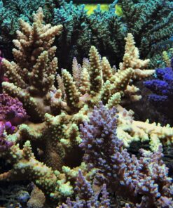 1.1.4 Austera Banana