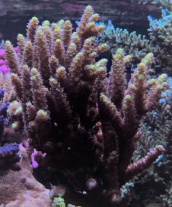 1.1.64 Tenuis Yellow