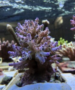 1.1.27 Lorips Purple Tips