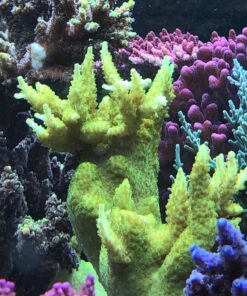 1.1.14 Efflorescens Yellow