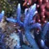 1.1.15 Exquisit Blue
