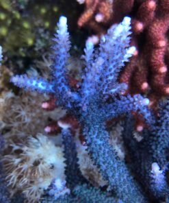 1.1.15 Exquisit Blue