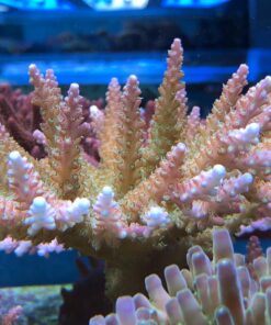 1.1.21 Paletta Pink Tip