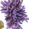 1.1.50 Salmoensis Purple