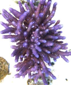 1.1.50 Salmoensis Purple