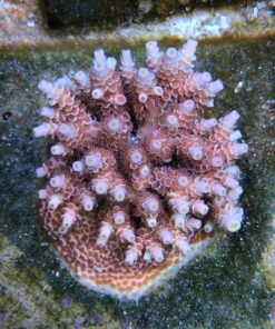 1.1.90 Tenuis Walt Disney