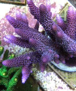 1.1.89 Spathulata Purple