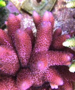 1.1.80 Spathulata Hot Pink