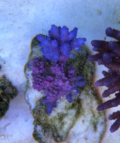 1.1.92 Tenuis Pink Blue