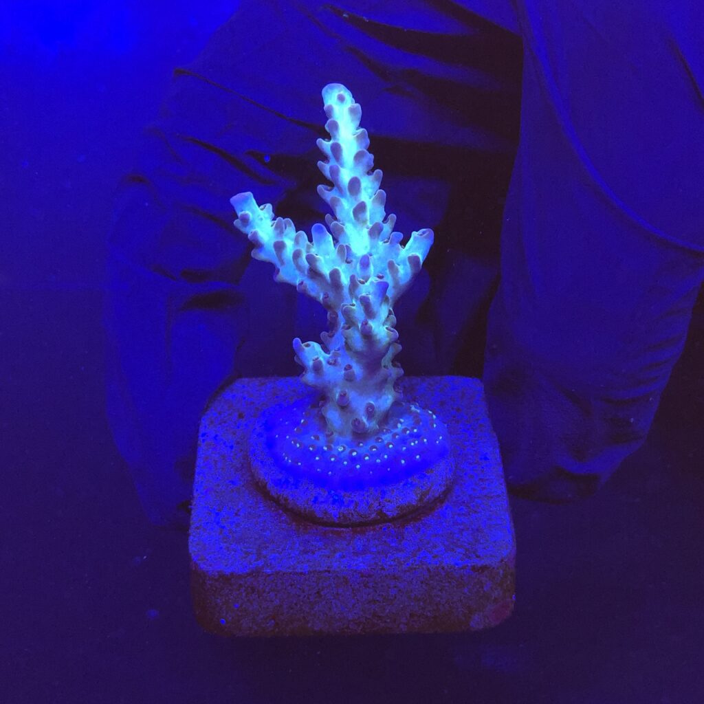 Ocyan