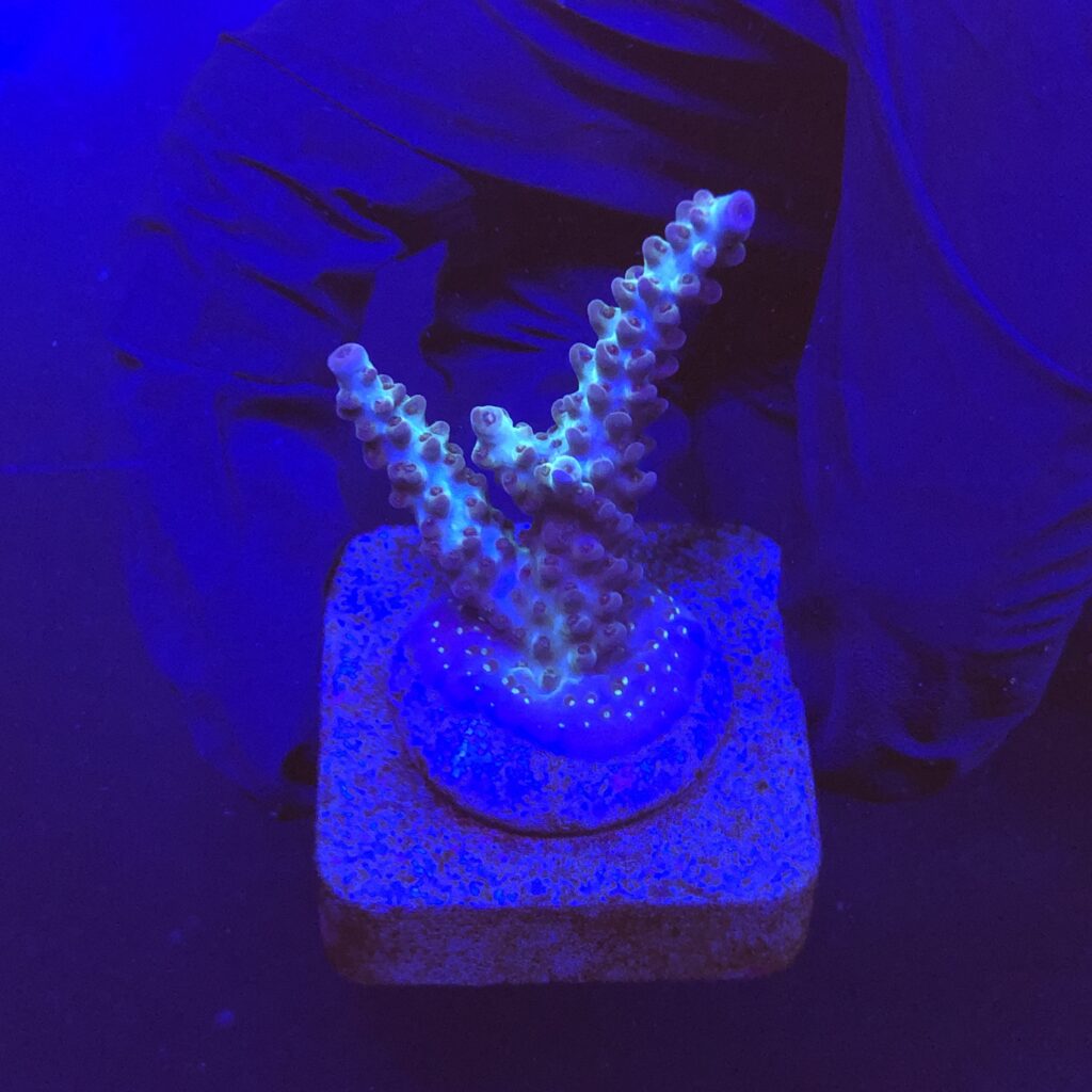 Ocyan