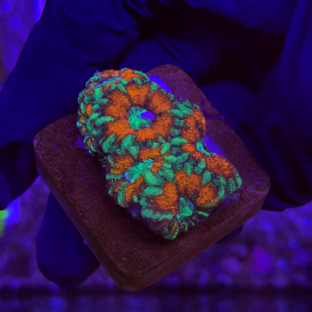 Ocyan
