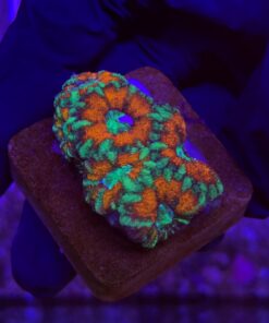 Acanthastrea Lordhowensis (Bali)
