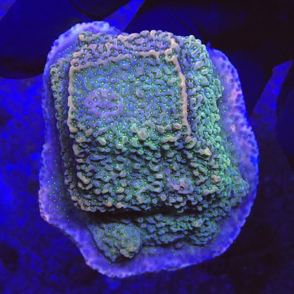 MO1218G Montipora Tropic Thunder G