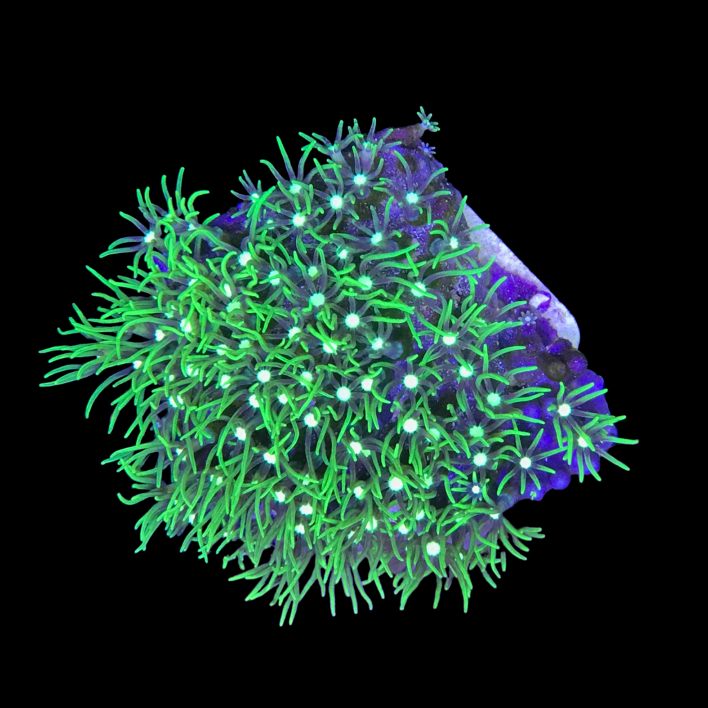 so32m-green-star-polyps-metalico-m-ocyan