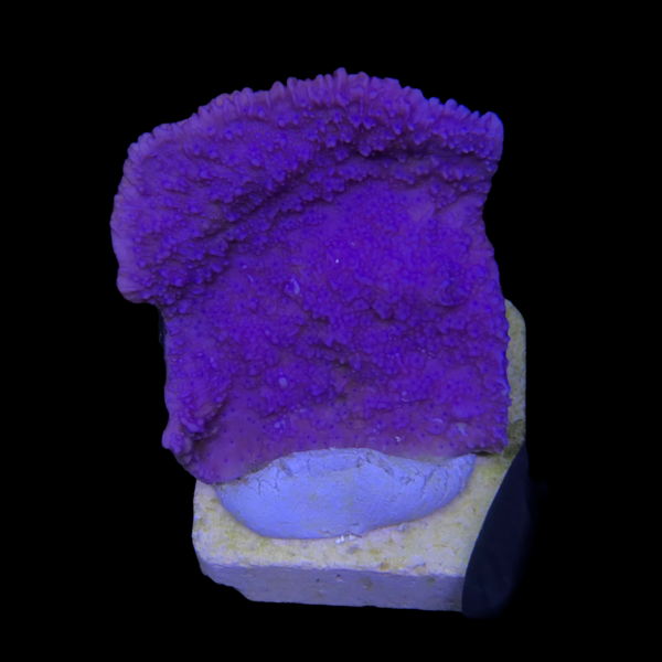 MO123M Montipora Capricornio Purple M