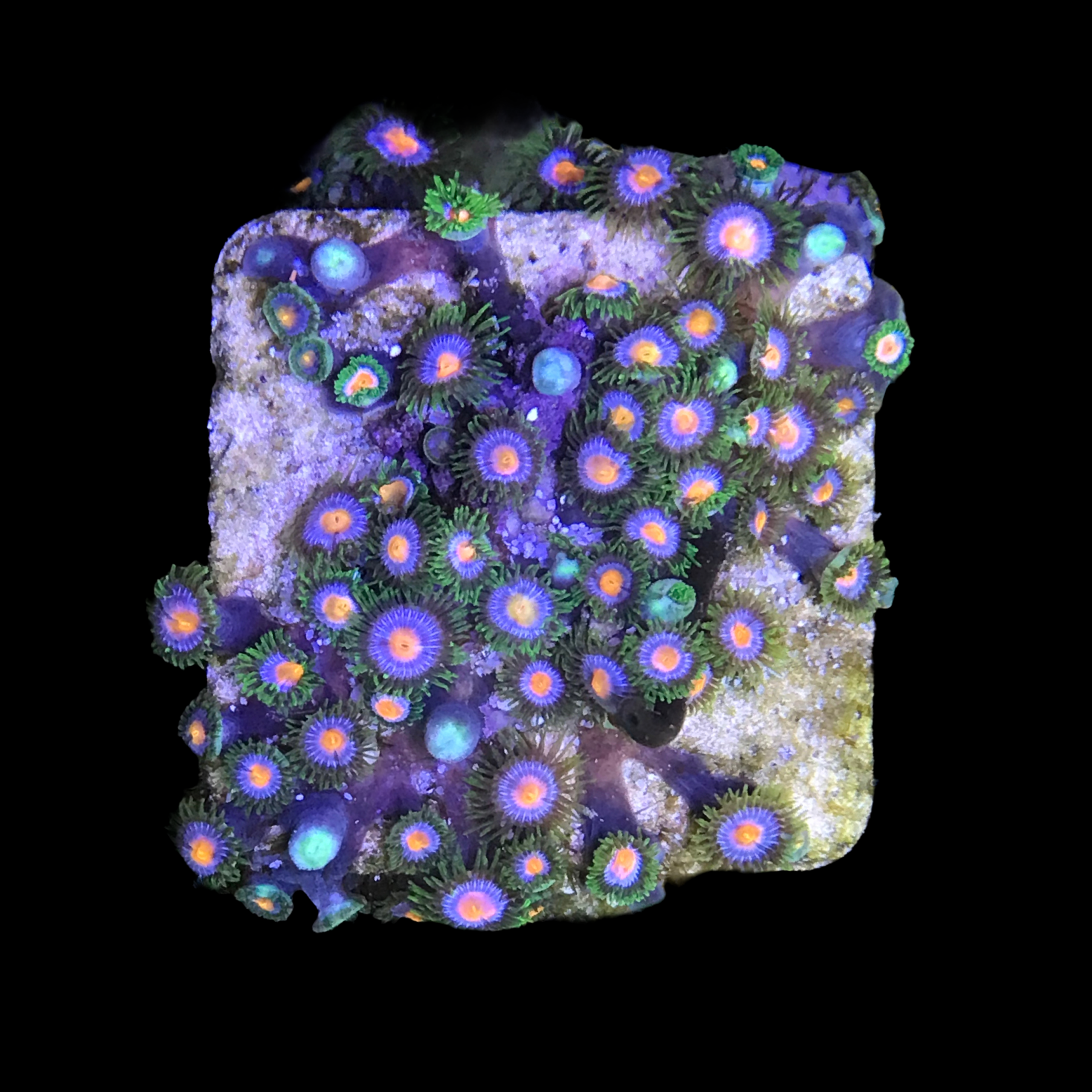 Z413 Zoanthus Orange Blue