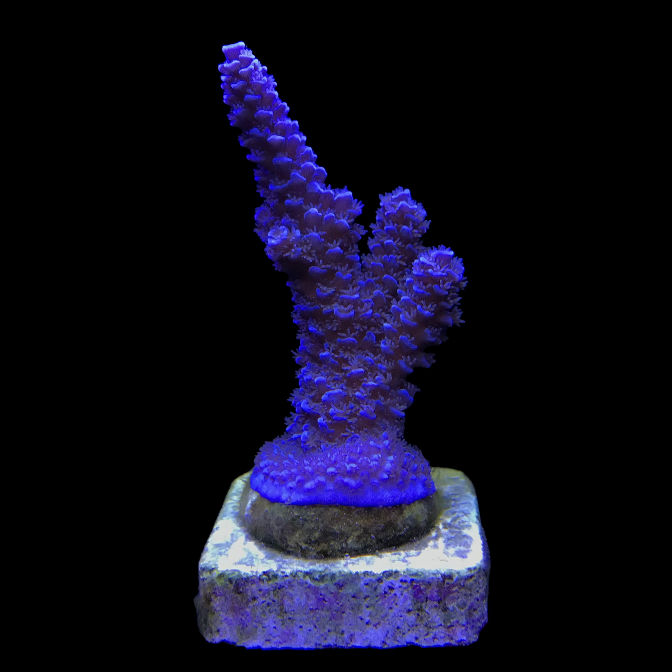 AC1162G Tenuis Blue G