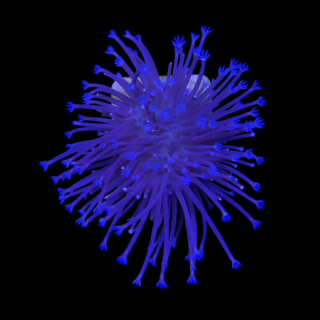 Ocyan