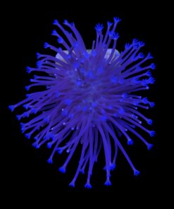 Leather Umbrella Long Polyps M