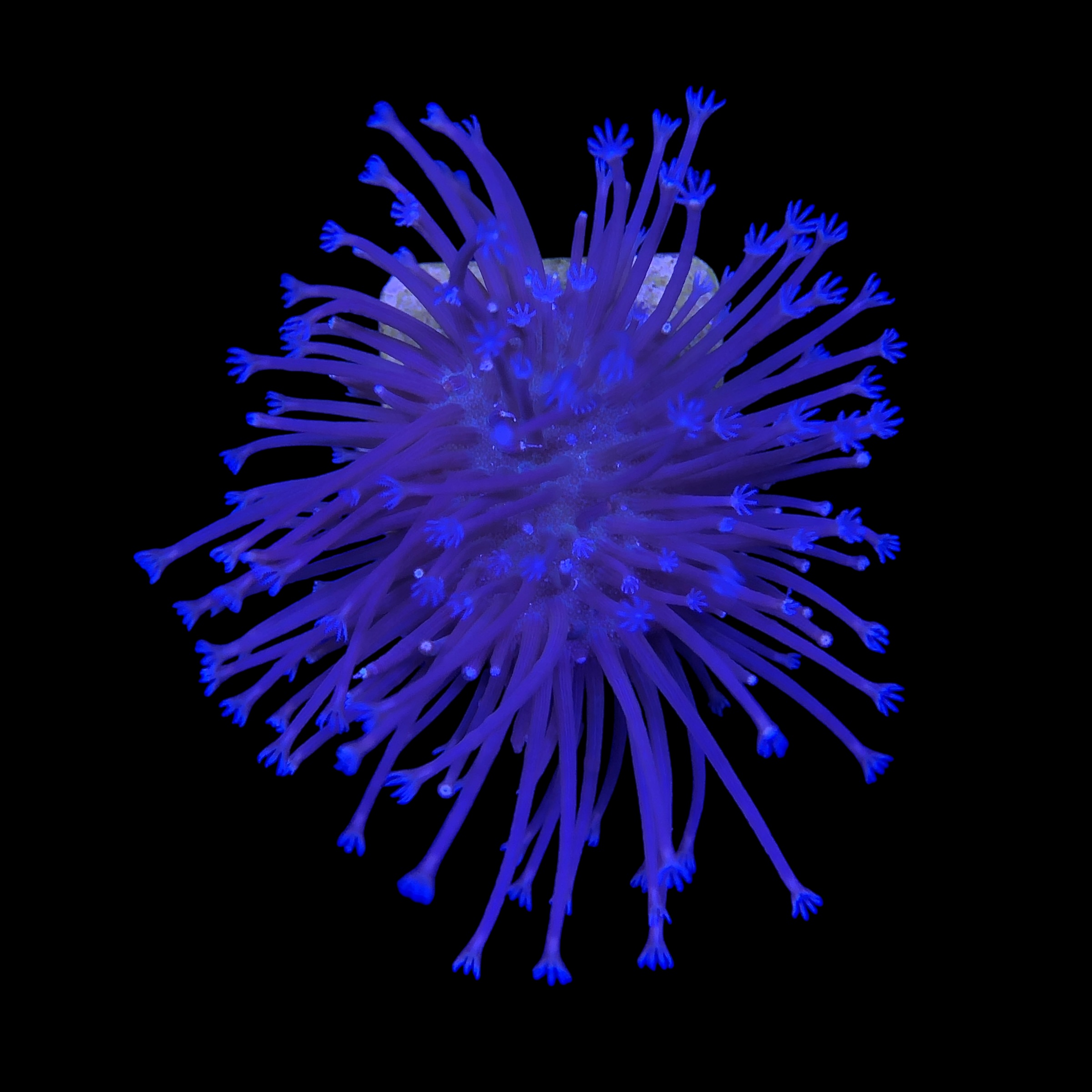 Leather Umbrella Long Polyps M