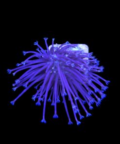 Leather Umbrella Long Polyps M