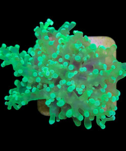 Alternative view of Frog Eletric Green 1 boca