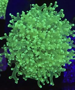 Frog Eletric Green 2 bocas