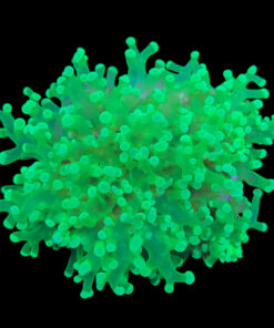 Alternative view of Frog Eletric Green 2 bocas