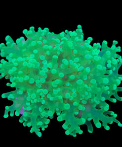 Alternative view of Frog Eletric Green 2 bocas