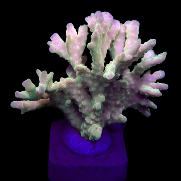 MO1221EG Montipora Setosa Grafted Mini Colônia