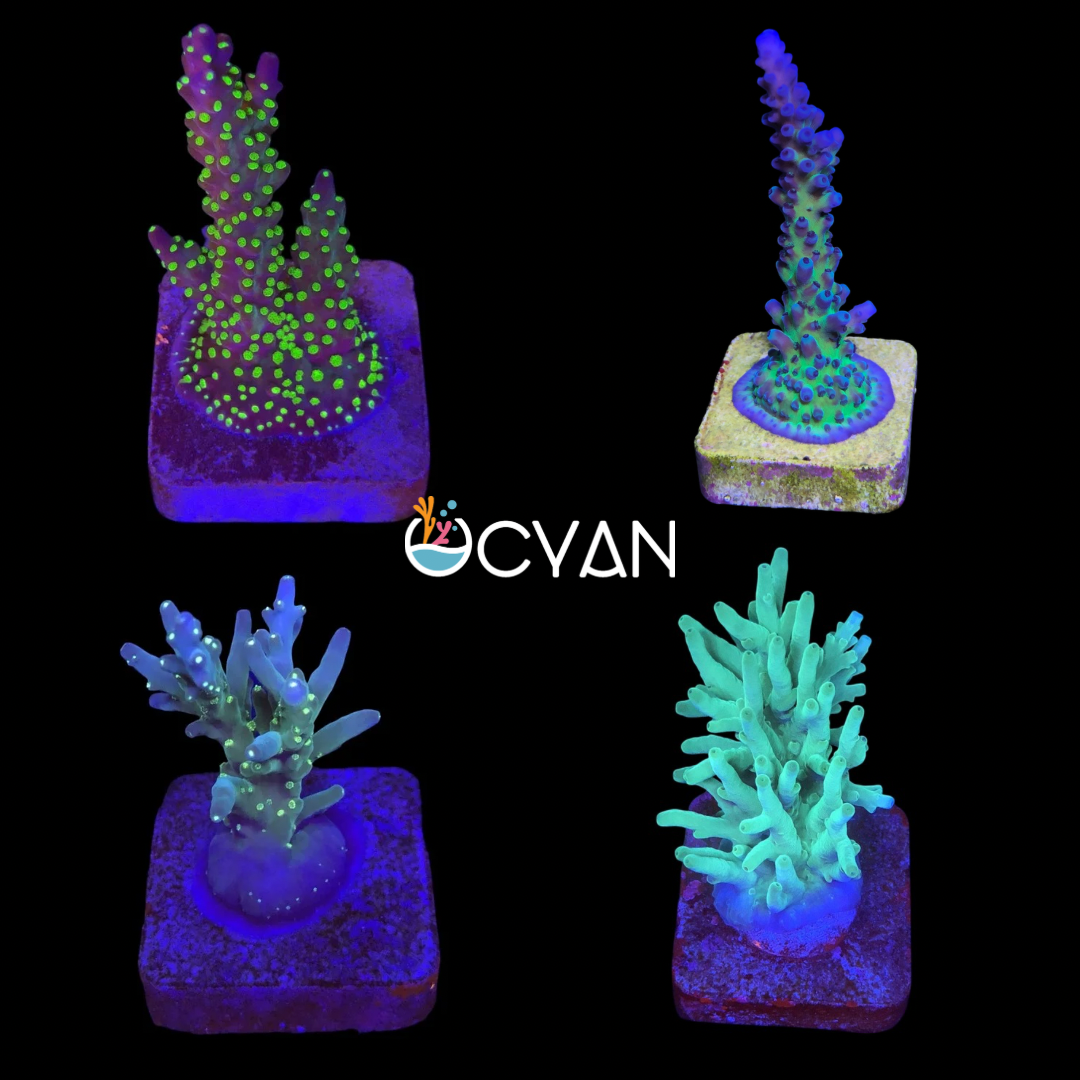 Ocyan