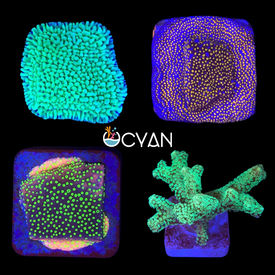 Ocyan