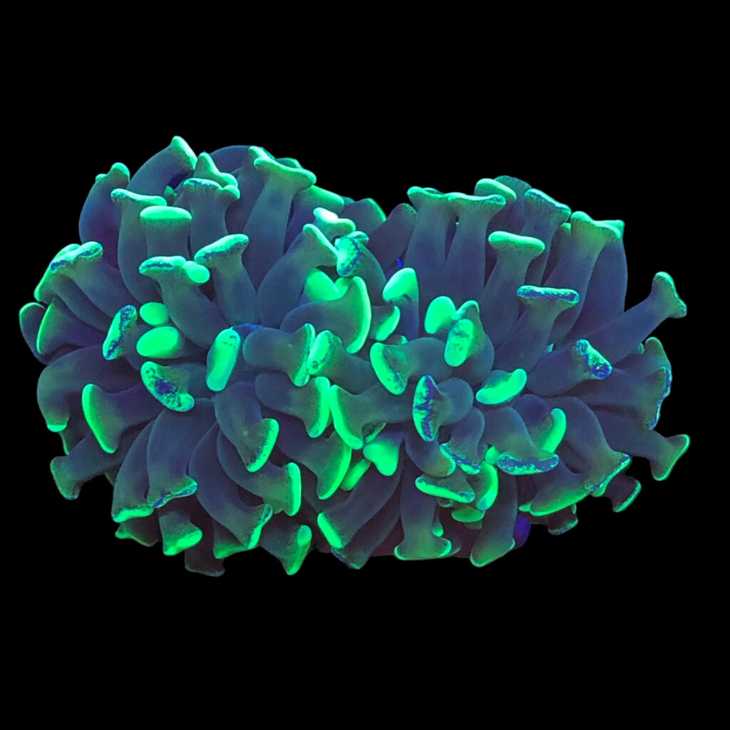 Ocyan