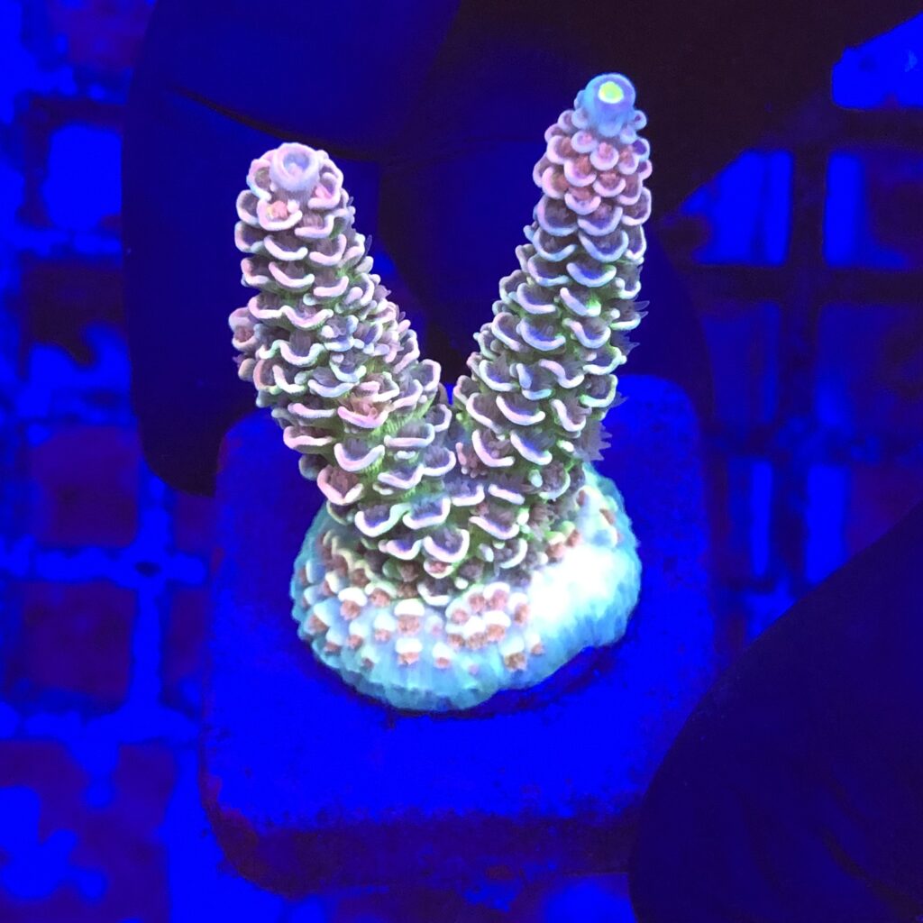 Ocyan
