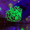 Hammer Green 3 bocas