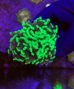 Hammer Green 3 bocas