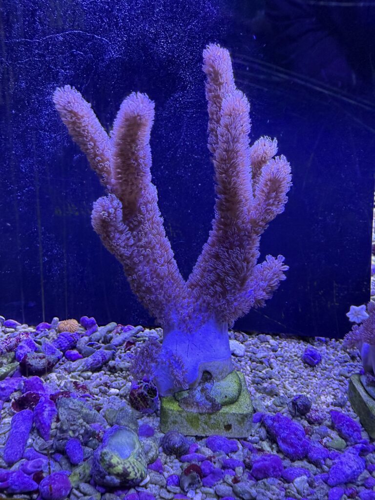 Ocyan