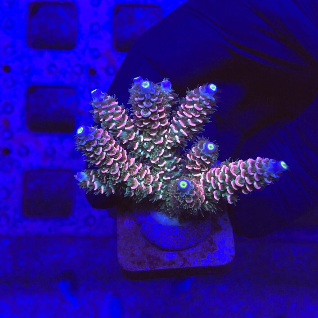 Ocyan