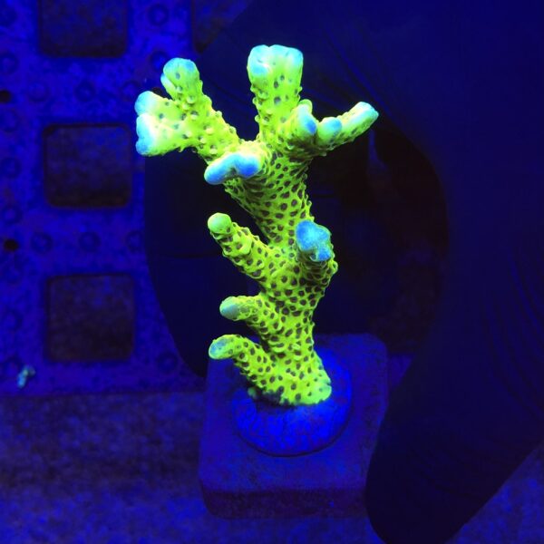 AC1153G Slime Ball Anacropora G