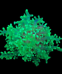 Alternative view of Frog Eletric Green 3 bocas