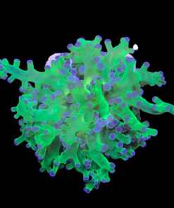 Alternative view of Frog Green Pink 1 boca