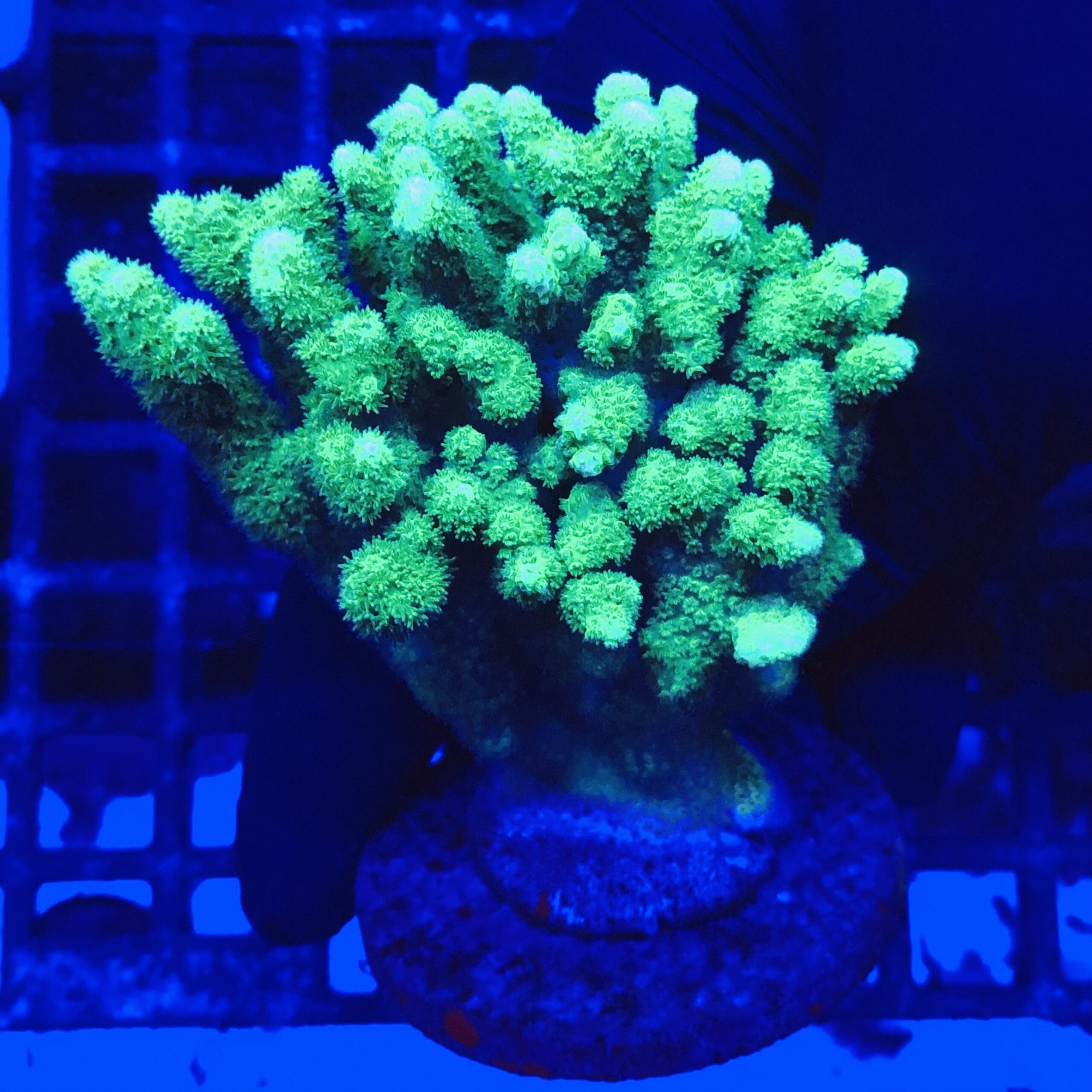 PC131EG Pocillopora Green Mini Colônia Ocyan